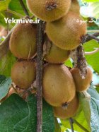 فروش کیوی هایوارد در رشت در گروه خرید و فروش کیوی در یکمیوه