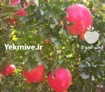 انار لوکس رباب در شیراز در گروه خرید و فروش انار در یکمیوه -عکس1
