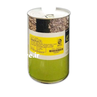 بذر پیاز مینروا در ایواوغلی در گروه خرید و فروش بذر پیاز در یکمیوه -عکس1