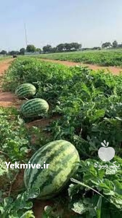 بذر هندوانه میکادو با کیفیت عالی در جیرفت در گروه خرید و فروش بذر هندوانه در یکمیوه -عکس1