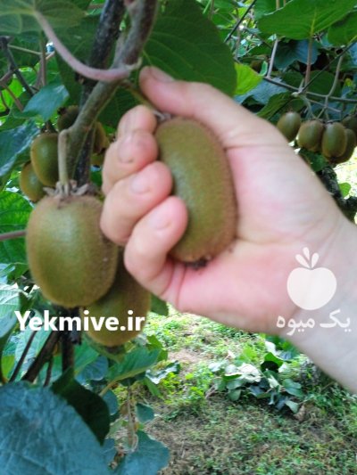 کیوی سر درختی با کیفیت بالا در تنکابن در گروه خرید و فروش کیوی در یکمیوه -عکس1