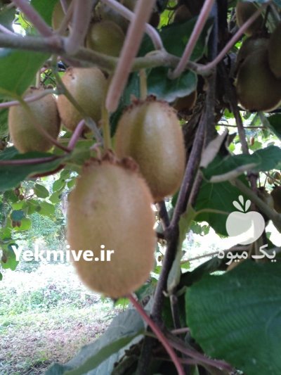 کیوی سر درختی با کیفیت بالا در تنکابن در گروه خرید و فروش کیوی در یکمیوه -عکس2