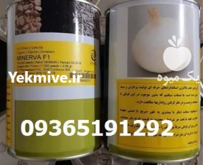 بذر پیاز مینروا در کرمان در کرمان  در گروه خرید و فروش بذر پیاز در یکمیوه -عکس1