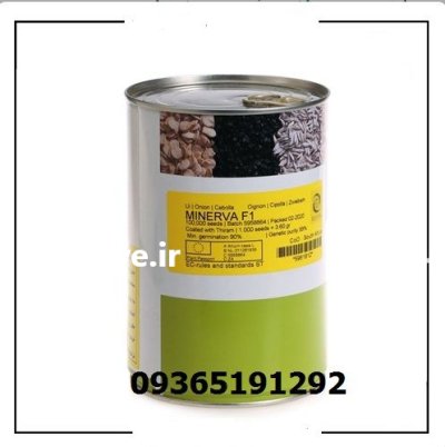 فروش ویژه بذر پیاز مینروا در جیرفت در گروه خرید و فروش بذر پیاز در یکمیوه -عکس1