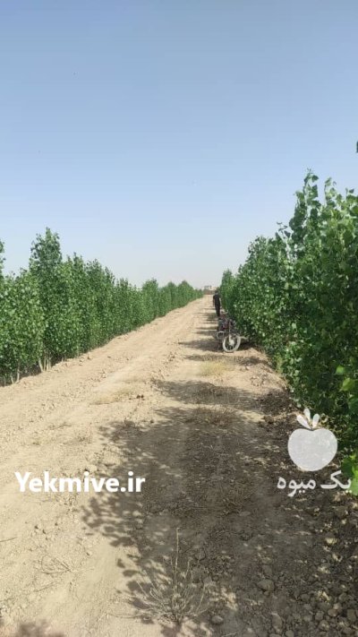 باغ میوه اجاره داده میشود در اسلامشهر در گروه خرید و فروش محصولات باغبانی در یکمیوه -عکس2