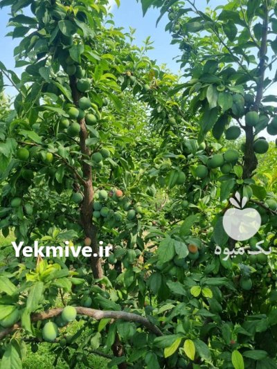 باغ میوه اجاره داده میشود در اسلامشهر در گروه خرید و فروش محصولات باغبانی در یکمیوه -عکس1