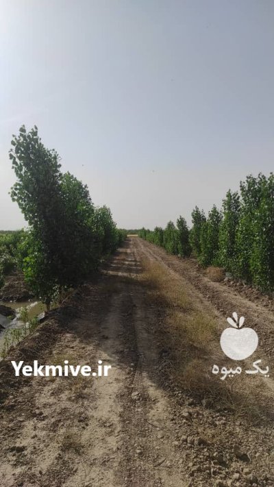 باغ میوه اجاره داده میشود در اسلامشهر در گروه خرید و فروش محصولات باغبانی در یکمیوه -عکس3