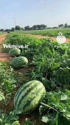 بذر هندوانه میکادو با کیفیت عالی در جیرفت در گروه خرید و فروش بذر هندوانه در یکمیوه