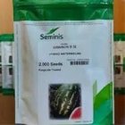 بذر هندوانه میکادو برای برداشت در هشتبندی در گروه خرید و فروش بذر هندوانه در یکمیوه