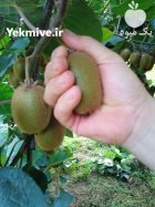 کیوی سر درختی با کیفیت بالا در تنکابن در گروه خرید و فروش کیوی در یکمیوه
