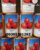 فروش بذر گوجه فرنگی تیوا در اصفهان در گروه خرید و فروش بذر گوجه در یکمیوه