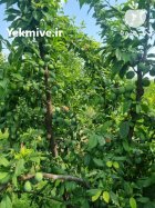 باغ میوه اجاره داده میشود در اسلامشهر در گروه خرید و فروش محصولات باغبانی در یکمیوه