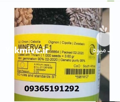 بذر پیاز مینروا طلایی برای کشاورزان در کهنوج در گروه خرید و فروش بذر پیاز در یکمیوه -عکس1
