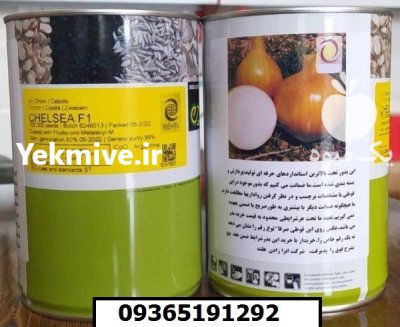 فروش بذر پیاز انزا چلسی محصولی در کرمان در گروه خرید و فروش بذر پیاز در یکمیوه -عکس1