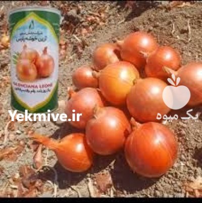 فروش بذر پیاز ماراگوگی عملکرد بالا در شیراز در گروه خرید و فروش بذر پیاز در یکمیوه -عکس1