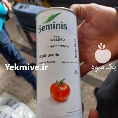فروش بذر گوجه برنتا اصل وارداتی در جیرفت در گروه خرید و فروش بذر گوجه در یکمیوه -عکس1