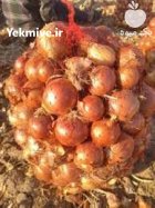 فروش ویژه بذر پیاز مینروا در کرمان در گروه خرید و فروش بذر پیاز در یکمیوه