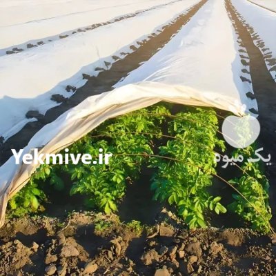 کاور ضد سرمازدگی محصولات کشاورزی در ارسنجان در گروه خرید و فروش توری گلخانه در یکمیوه -عکس1