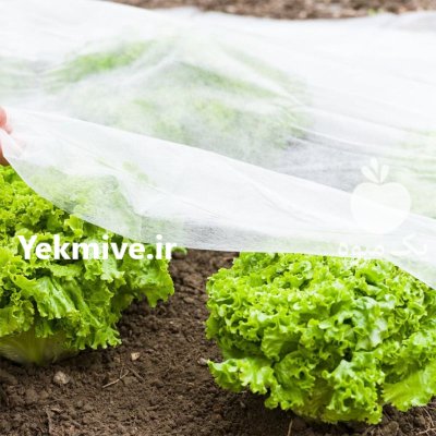 کاور ضد سرمازدگی محصولات کشاورزی در برازجان در گروه خرید و فروش توری گلخانه در یکمیوه -عکس1