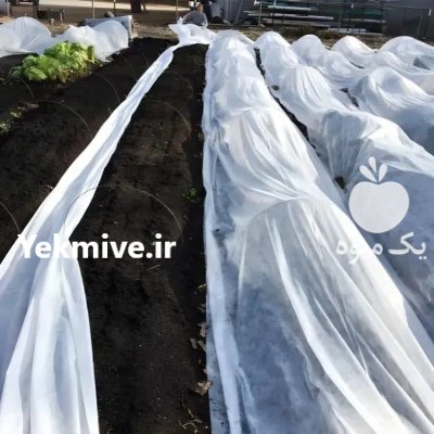 کاور ضد سرمازدگی محصولات کشاورزی در تاکستان در گروه خرید و فروش توری گلخانه در یکمیوه -عکس1