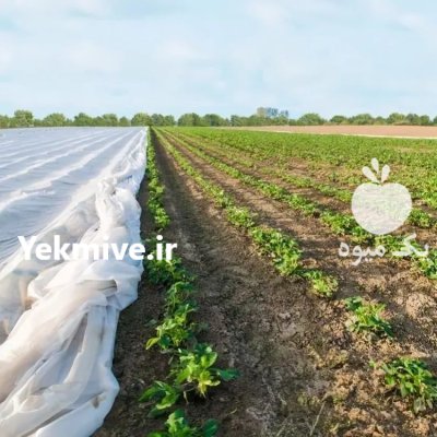 کاور کشاورزی کاور ضد سرمازدگی در ارومیه در گروه خرید و فروش توری گلخانه در یکمیوه -عکس1