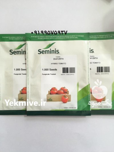 خرید بذر گوجه 4129 اصل در مرودشت در گروه خرید و فروش بذر گوجه در یکمیوه -عکس1