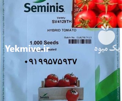 بذر گوجه 4129 بهترین بذر گوجه در قزوین در گروه خرید و فروش بذر گوجه در یکمیوه -عکس1