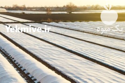 نوار تیپ آبیاری قطره ای در تاکستان در گروه خرید و فروش نوار تیپ در یکمیوه -عکس2