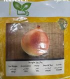 بذر پیاز راتا در بلداجی در گروه خرید و فروش بذر پیاز در یکمیوه