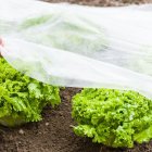 کاور ضد سرمازدگی محصولات کشاورزی در برازجان در گروه خرید و فروش توری گلخانه در یکمیوه