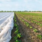 کاور کشاورزی کاور ضد سرمازدگی در ارومیه در گروه خرید و فروش توری گلخانه در یکمیوه