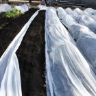 کاور گوجه جلوگیری از سرمازدگی در کرج در گروه خرید و فروش توری گلخانه در یکمیوه