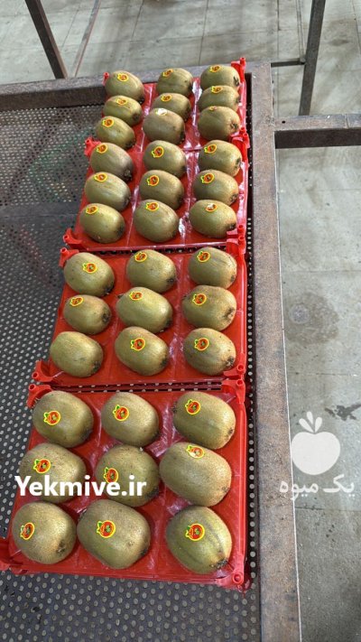کیوی تک رج دو رج لوکس در ساری در گروه خرید و فروش کیوی در یکمیوه -عکس1