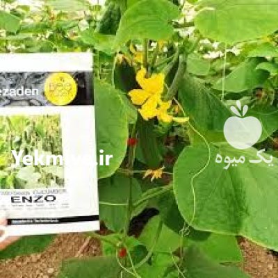بذر خیار گلخانه ای انزو در آشخانه در گروه خرید و فروش بذر خیار در یکمیوه -عکس1