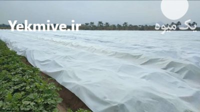 فروش کاور ضد سرما جهت جلوگیری در شیراز در گروه خرید و فروش توری گلخانه در یکمیوه -عکس1