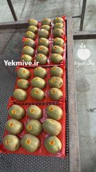 کیوی تک رج دو رج لوکس در ساری در گروه خرید و فروش کیوی در یکمیوه