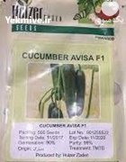 بذر خیار گلخانه آویسا در اسفدن در گروه خرید و فروش بذر خیار در یکمیوه