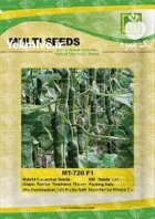 بذر خیار گلخانه ای MT 720 در باغستان در گروه خرید و فروش بذر خیار در یکمیوه