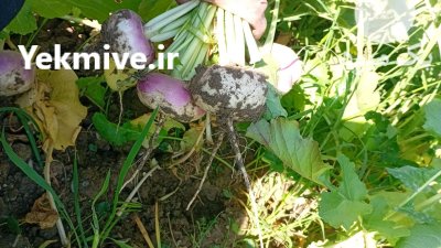 فروش شلغم شلغم در اصفهان در گروه خرید و فروش شلغم در یکمیوه -عکس1