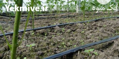 فروش نوار تیپ قطره ای در پارسیان در گروه خرید و فروش نوار تیپ در یکمیوه -عکس1