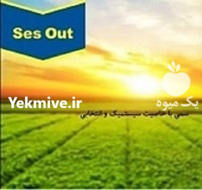 سم علفکش سم سس اوت در استهبان در گروه خرید و فروش انواع سم در یکمیوه -عکس1