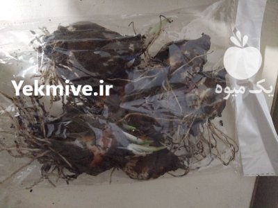 پیاز گل نرگس در لنگرود در گیلان در گروه خرید و فروش پیاز در یکمیوه -عکس1