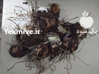 پیاز گل نرگس در لنگرود در گیلان در گروه خرید و فروش پیاز در یکمیوه -عکس2
