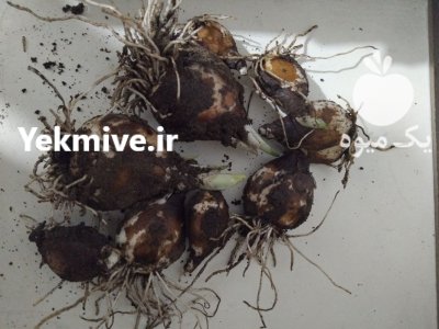 پیاز گل نرگس در لنگرود در گیلان در گروه خرید و فروش پیاز در یکمیوه -عکس3