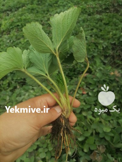 نهال توت فرنگی سابرینا در گرگان در گلستان در گروه خرید و فروش نهال توت در یکمیوه -عکس2