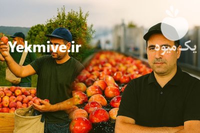 کار در باغات چیدن میوه سیب در ارومیه در گروه خدمات باغبانی در یکمیوه -عکس1