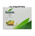 فروش بذر ذرت مسنجر Messenger در شیراز در گروه خرید و فروش بذر ذرت در یکمیوه