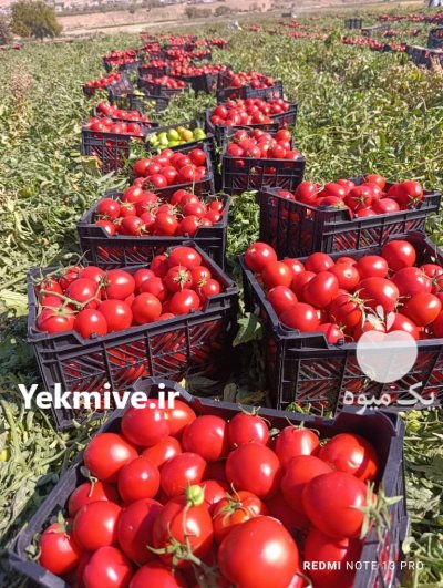 تولید و فروش سبد 10 کیلویی گوجه ای در شیراز در گروه خرید و فروش انواع سبد در یکمیوه -عکس1