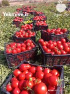 تولید و فروش سبد 10 کیلویی گوجه ای در شیراز در گروه خرید و فروش انواع سبد در یکمیوه