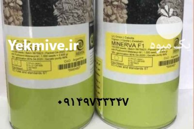 فروش عمده خرد بذر پیاز مینروا در جیرفت در گروه خرید و فروش بذر پیاز در یکمیوه -عکس1